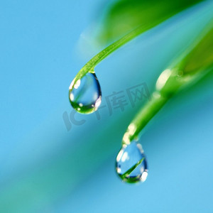 清新草叶配大水露水滴宏观贴近清新自然理念。草地上的大水滴宏观