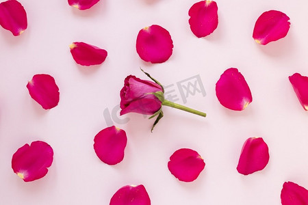 玫瑰花瓣情人节礼物。分辨率和高质量的美丽照片。玫瑰花瓣情人节礼物。高品质和分辨率美丽的照片概念