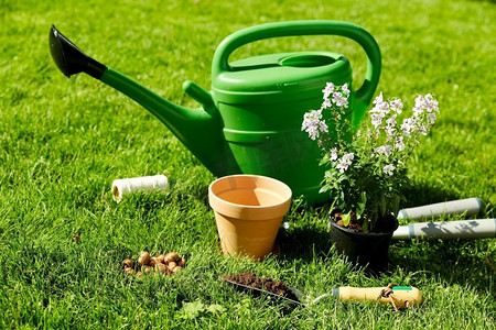 花卉修剪摄影照片_园艺和人的概念—浇水罐，园艺工具，花盆和球茎在草地上在夏天。夏季浇水罐、园艺工具和花卉