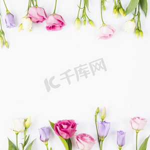 玫瑰紫罗兰色花框。高分辨率和高质量的美丽照片。玫瑰紫罗兰色花框。高画质美照理念
