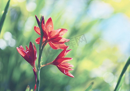五颜六色花摄影照片_令人惊叹的五颜六色的花在夏季花园