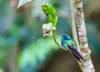 中美洲哥斯达黎加的五颜六色的蜂鸟