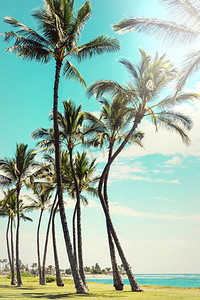 夏威夷瓦胡岛上的美丽风景