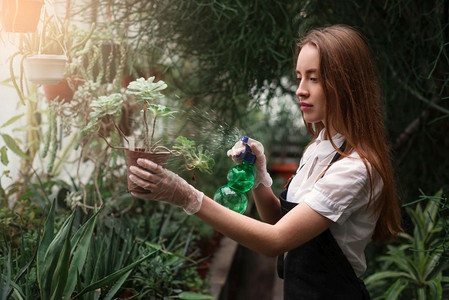 一位年轻的女园丁在温室里给花朵喷水。