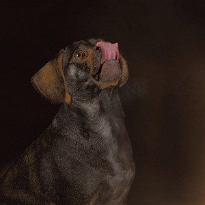 肖像的黑色小帕格被兴奋地吃对待，而伸出他的舌头