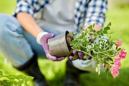 园艺和人的概念-女人在夏季花园种植月季花.心形草盆栽植物
