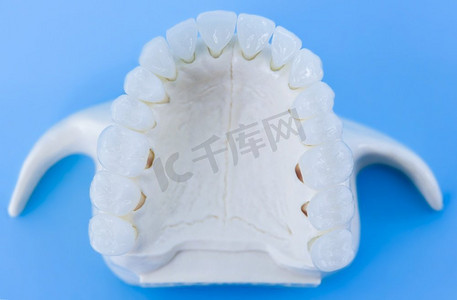 蓝色背景下孤立的上颌牙齿解剖模型医学插图。健康牙齿、牙齿护理和正畸概念