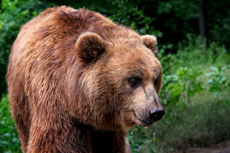 ursus摄影照片_Kamchatka Brown bear（Ursus arctos beringianus）。棕色毛皮大衣，危险和攻击性的动物。来自俄罗斯的大型哺乳动物。