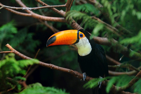 卡通热带森林摄影照片_一个选择性的焦点拍摄的一个巨嘴鸟站在树枝上。选择性焦点拍摄的一个巨嘴鸟站在树枝上