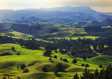 新西兰美丽的乡村景观—绿色的山丘和树木
