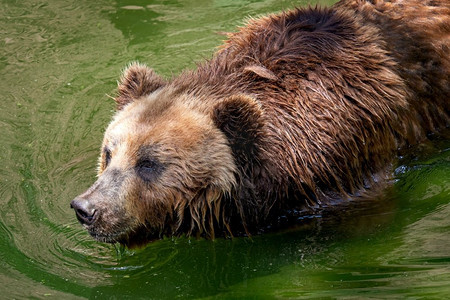 Kamchatka棕熊（Ursus arctos beringians）在水中。