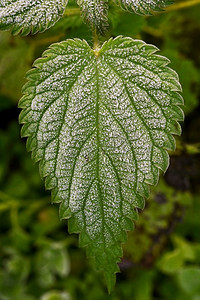 植物纹理摄影照片_11月田间冷冻Urtica dioica植物