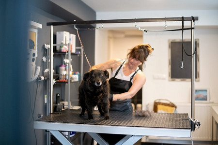 可爱小纹身摄影照片_专业的宠物理发师时髦的妇女有纹身切割可爱的黑色狗的毛皮在美容院为动物
