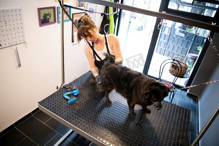 可爱小纹身摄影照片_专业的宠物理发师时髦的妇女有纹身切割可爱的黑色狗的毛皮在美容院为动物