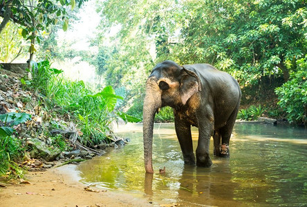 锡兰野象在丛林中喝河水。斯里兰卡野生动物