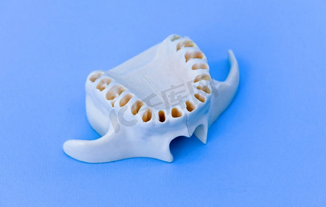 没有牙齿的人类上部下巴模型医学例证在蓝色背景隔绝。健康牙齿、牙齿护理和正畸概念