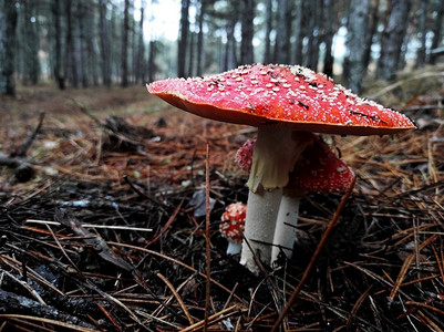 飞木耳蘑菇摄影照片_松树林自然环境中红毒菇木耳