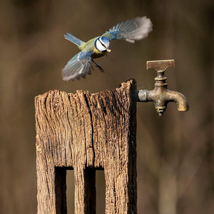 春天阳光雨露中，木柱上挂着生锈的水龙头的蓝山雀蓝鸟的美丽形象