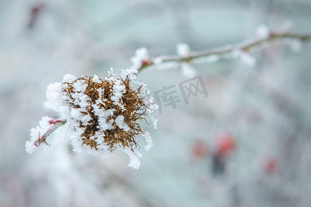 圣诞树木摄影照片_霜冻和雪对干燥的森林灌木和种子