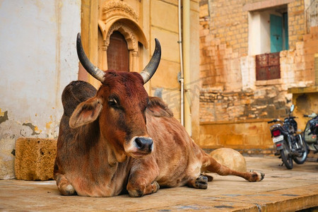 印度尼西亚旗摄影照片_印度牛睡在街上。牛在印度是一种神圣的动物。印度拉贾斯坦邦的贾西亚尔默堡。印度牛在街上休息