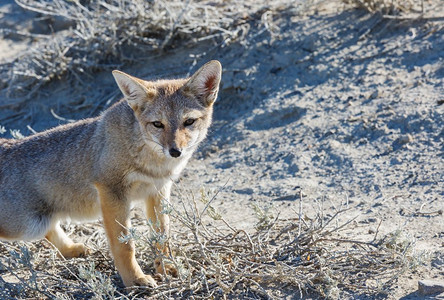 南美灰狐（Lycalopex griseus），巴塔哥尼亚狐，在巴塔哥尼亚山脉