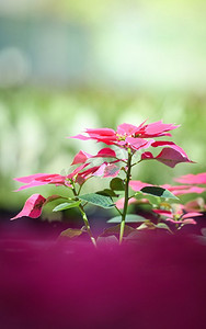 一品红粉红色的花盛开在花园—叶子粉红色和绿色或圣诞星花植物罕见（Euphorbia pulcherrima）在Loei Phu Rua 