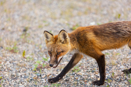 红色狐狸（Vulpes vulpes）的象象在绿色背景在夏季