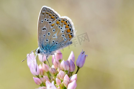 常见的蓝色或Polyommatus Icarus蝴蝶在粉红色的花
