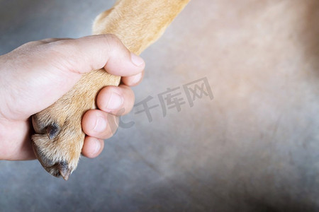 主人抚摸他的狗，手握爪子狗是采取握手在一起，而他是睡觉或休息与闭着眼睛。空白的文本。
