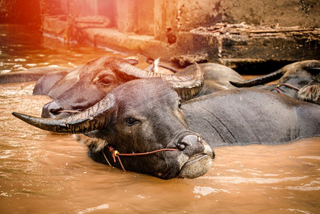 一群亚洲水牛在河里游泳水牛河马