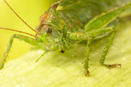 大树叶摄影照片_叶片上的大绿蝗虫的特写