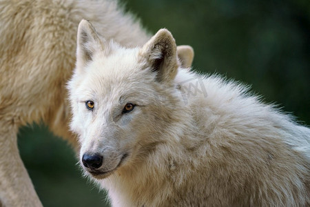 北极狼（Canis lupus arctos），又称白狼或北极狼