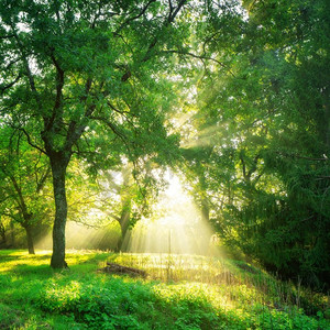 与早晨日出的绿色森林背景在春天季节。自然景观绿色森林风景背景在日出。