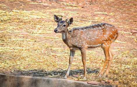 野生动物保护区的年轻斑点鹿/其他名称Cheetal—轴鹿 