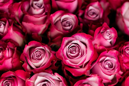 与文本的拷贝空间的桃红色玫瑰花背景.玫瑰花粉色玫瑰