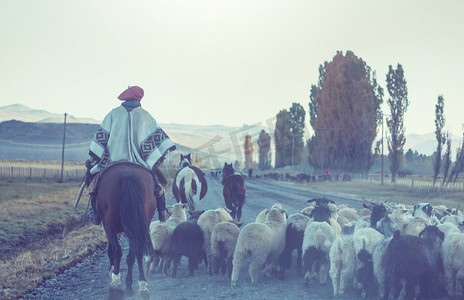 阿根廷巴塔哥尼亚山区的高乔和一群山羊