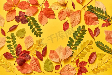从五颜六色的叶子的问候卡在一个黄色背景与拷贝空间。平铺..五颜六色的叶子迎接秋天框架与柔软的阴影。