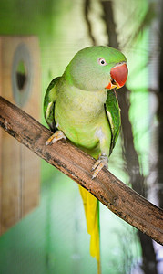 绿色鹦鹉宠物鸟在笼子里/美丽的玫瑰环颈亚历山大鹦鹉鸟 