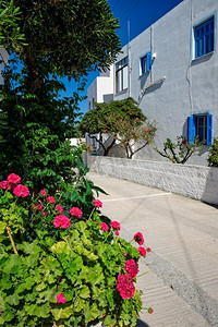 希腊城的街道上有鲜花。希腊米洛斯岛，波洛尼亚村。在希腊的街道与鲜花。