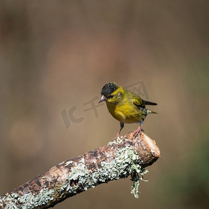 春天树叶鸟摄影照片_美丽的充满活力的图像黄色的金丝雀spinus spinus spinus在春天的林地景观设置