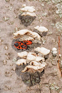 两个黑色和红色的萤火虫或Pyrrhocoris apterus，成虫和若虫，靠近树干上的白色蘑菇