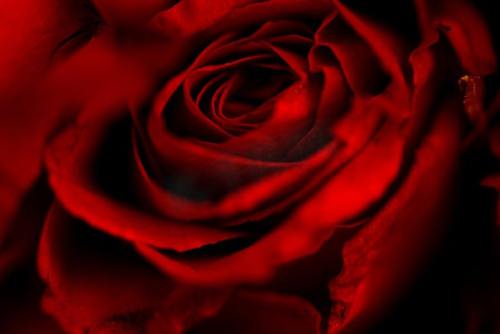 情人节玫瑰背景摄影照片_近距离清新自然玫瑰背景花浪漫爱情情人节概念/深背景红玫瑰花束