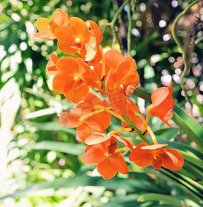 橙色兰花花开花在春天花园自然背景 