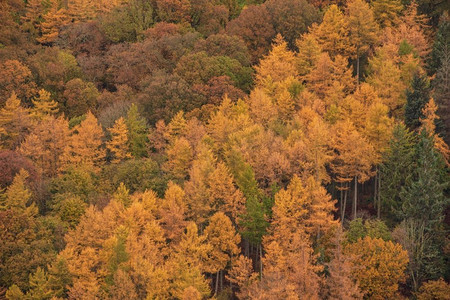 落叶松林木金光灿烂的秋色山水意象