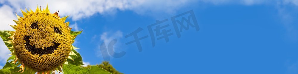 微信emoji图摄影照片_全景向日葵有一个笑脸创建在它的种子全景网横幅在蓝天