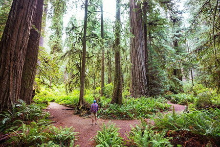 美国北加州森林中的红杉