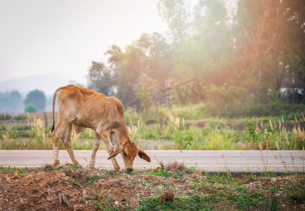 红牛放牧草在路边在国家领域背景/年轻的牛亚洲 