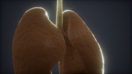 人体器官3摄影照片_人体肺部的3D动画