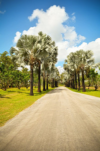 棕榈树路边在公园花园与道路在明亮的日子和蓝天背景—色调经典
