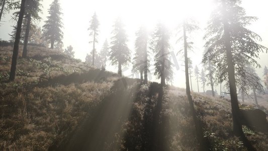 在晨雾中平静的忧郁的森林